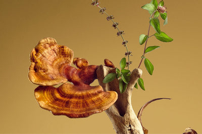 Adaptogens - A Herbtender Definition