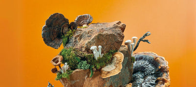Unlocking the power of adaptogens for enhanced fitness and athletic performance
