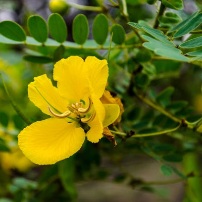 Cassia