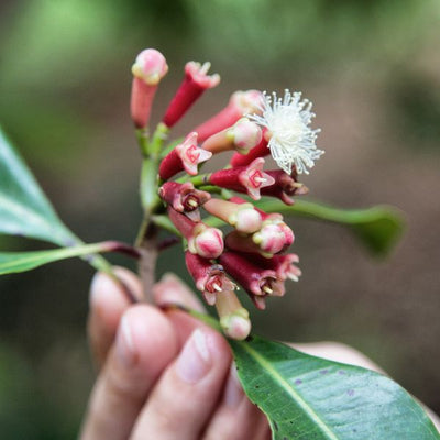 Clove