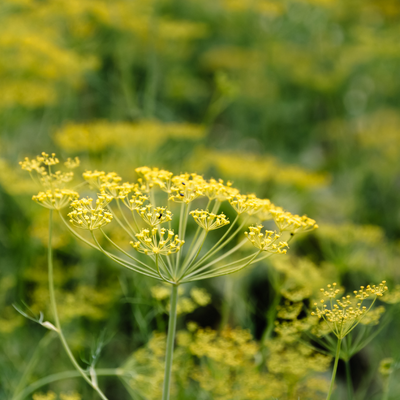 Fennel