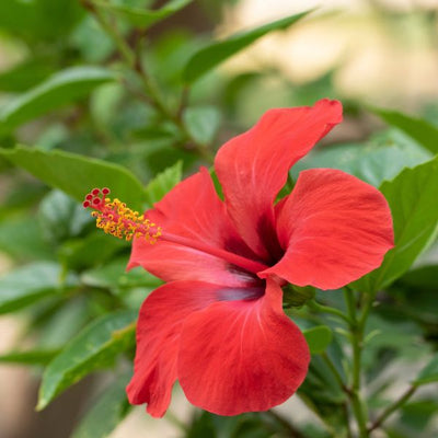 Hibiscus