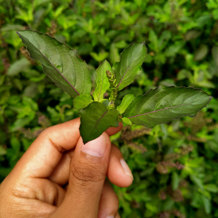 Holy Basil – The Herbtender