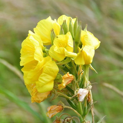 Honeybush