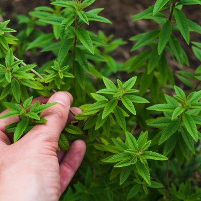 Lemon Verbena