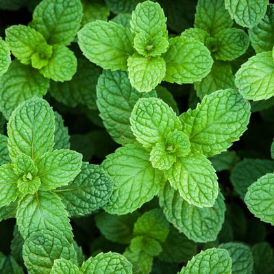 Peppermint