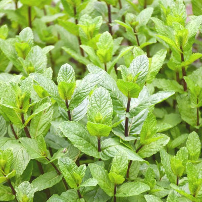 Spearmint